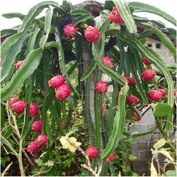 Semillas Pitahaya Roja Fruta del Dragon