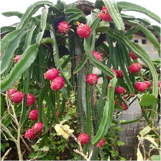Semillas Pitahaya Roja Fruta del Dragon