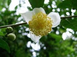 Semillas Planta del Té