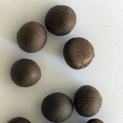 Semillas Planta del Té