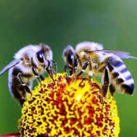 Llavors Plantes per Apicultura