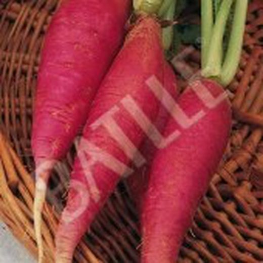 Semillas Rabanitos