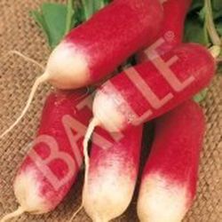 Semillas Rabanitos