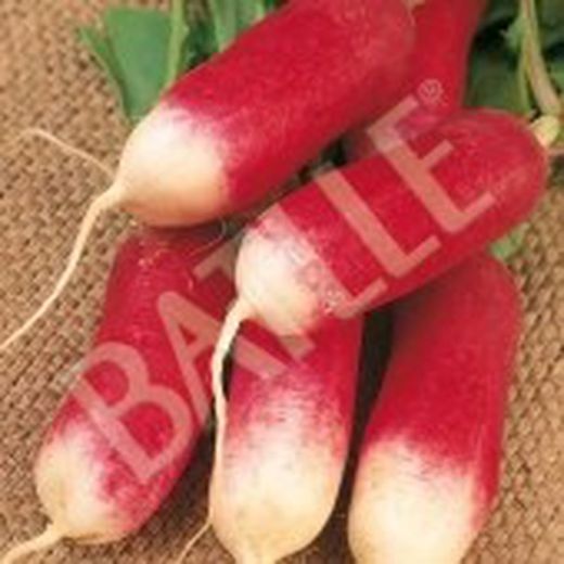 Semillas Rabanitos