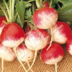 Semillas Rabanitos