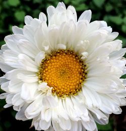 Semillas Reina Margarita