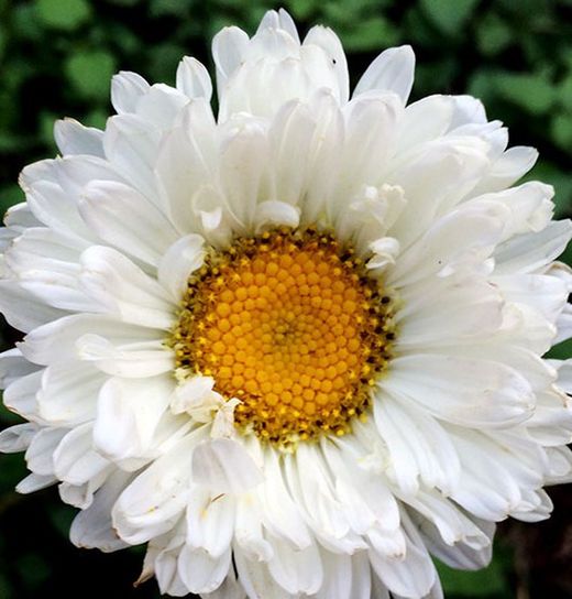 Semillas Reina Margarita
