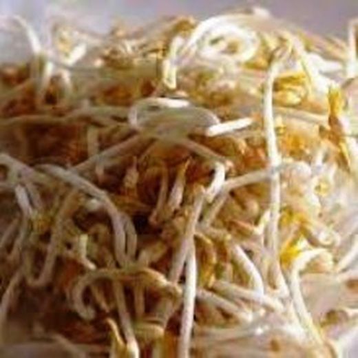Semillas Soja Verde Germinada Bio