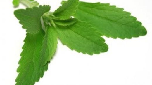 Semillas Stevia Rebaudiana