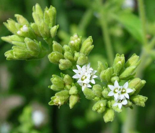 Semillas Stevia Rebaudiana