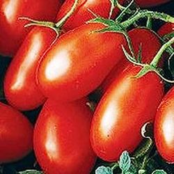 Semillas Tomates