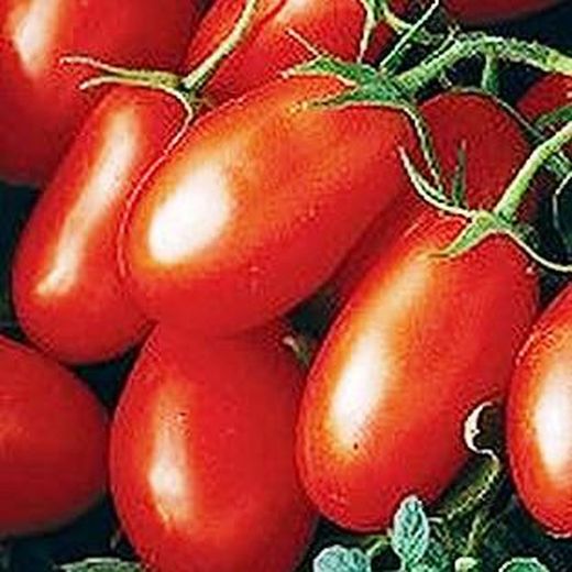 Semillas Tomates