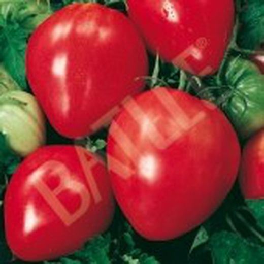 Semillas Tomates