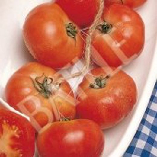 Semillas Tomates