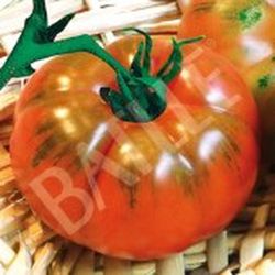 Semillas Tomates