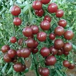 Semillas Tomates