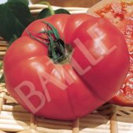 Semillas Tomates