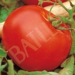 Semillas Tomates