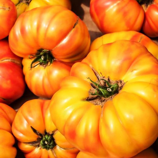 Semillas Tomates