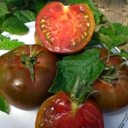 Semillas Tomates