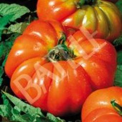 Semillas Tomates