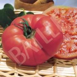 Semillas Tomates