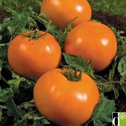 Semillas Tomates