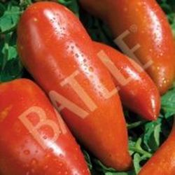 Semillas Tomates