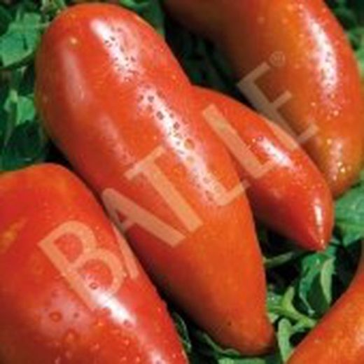 Semillas Tomates