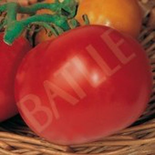 Semillas Tomates