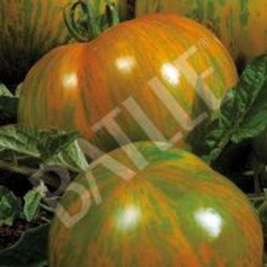 Semillas Tomates