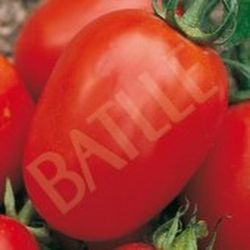 Semillas Tomates