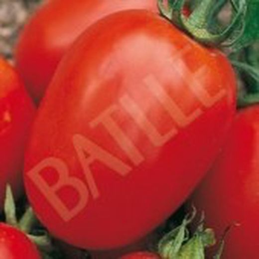 Semillas Tomates