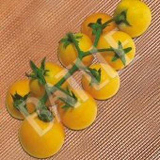Semillas Tomates