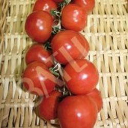 Semillas Tomates