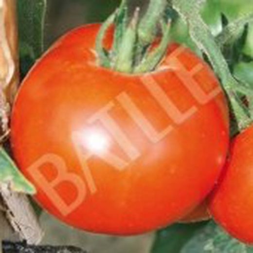 Semillas Tomates