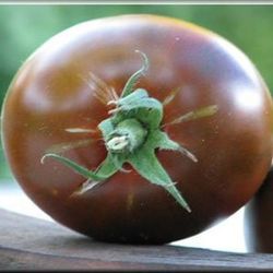 Semillas Tomates