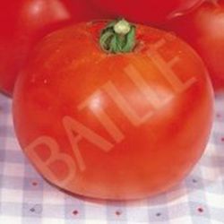 Semillas Tomates