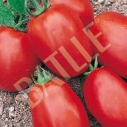 Semillas Tomates