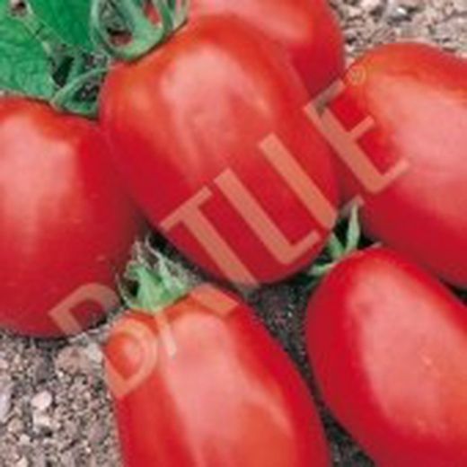 Semillas Tomates