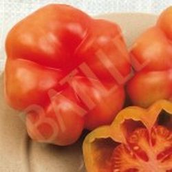 Semillas Tomates
