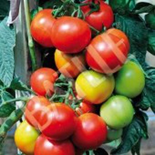 Semillas Tomates