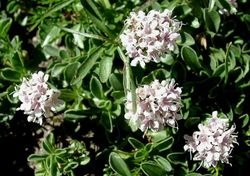 Semillas Valeriana
