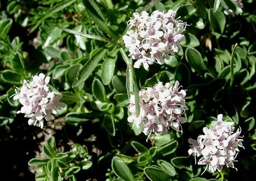 Semillas Valeriana
