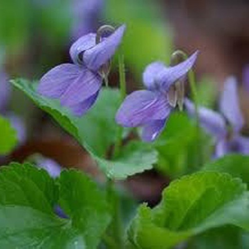 Semillas Violeta — Floresfrescasonline