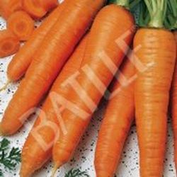Semillas Zanahorias