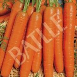 Semillas Zanahorias