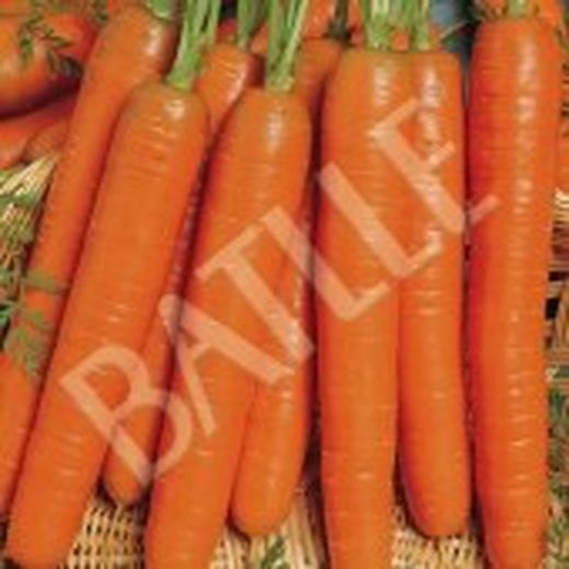 Semillas Zanahorias