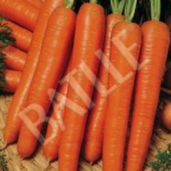 Semillas Zanahorias