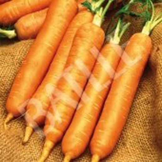 Semillas Zanahorias